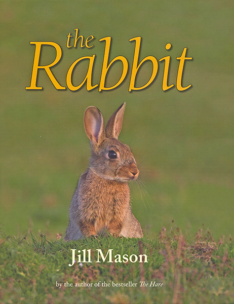 The Rabbit