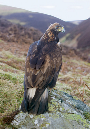Golden Eagle on a Rock  DMO431