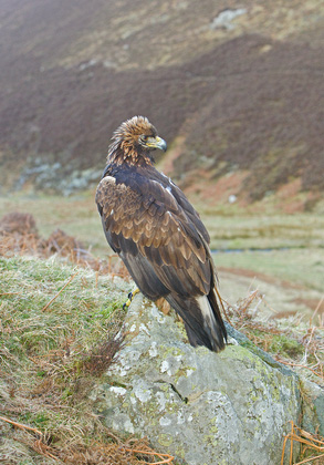 Golden Eagle on a Rock DM0436