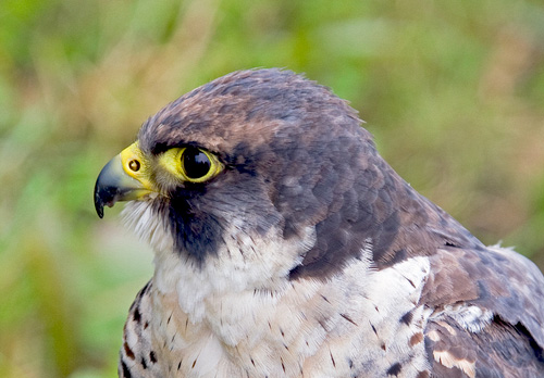 Peregrine Falcon DM0459
