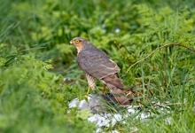 Sparrow Hawk on a Wood Pigeon DM1478