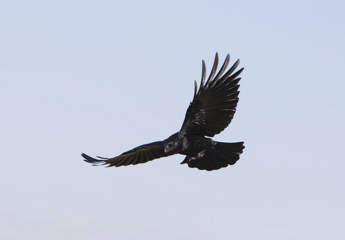  Carrion Crow in Flight  DM1743