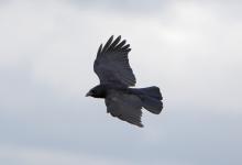 Carrion Crow in Flight 3 DM0107