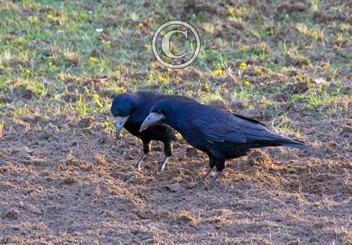 Pair Rooks Feeding DM2082