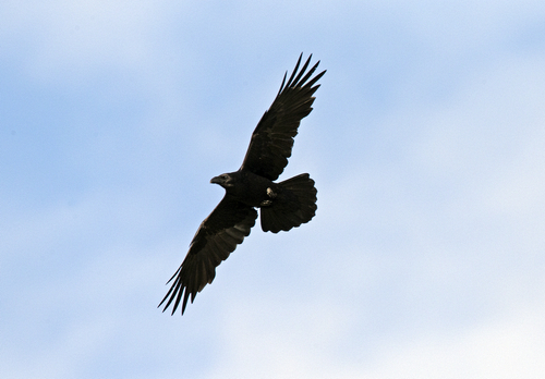 Raven in Flight DM1745