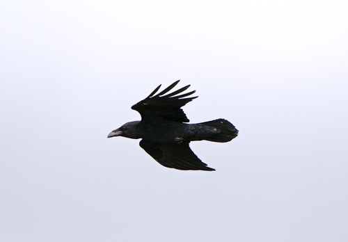 Raven in Flight DMO113