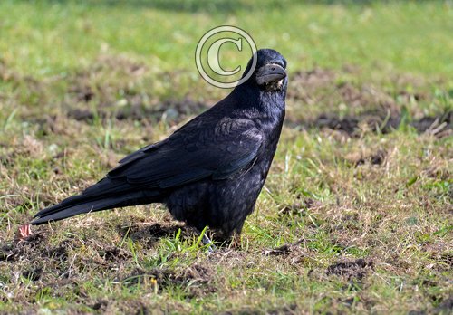  Rook DM2080