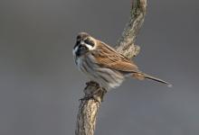  Reed Bunting DM1766