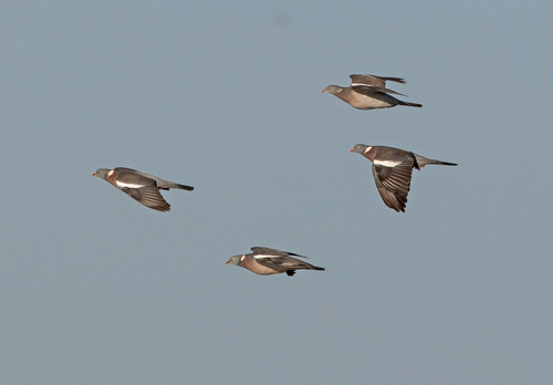  Wood Pigeons in Flight DM1853