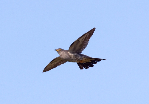 Cuckoo  in Flight DM0833