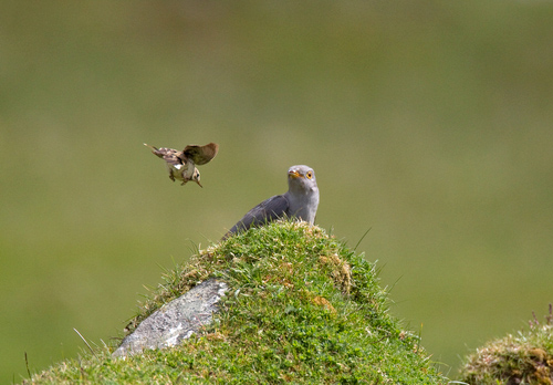 Cuckoo and Meadow Pipit DM0842