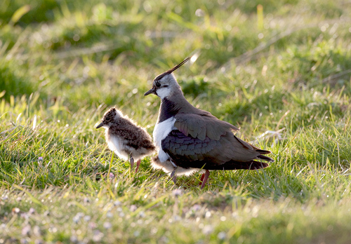Lapwing and Chick DM0858