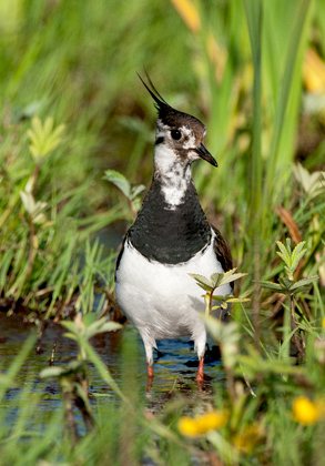 Lapwing in the Marsh 1