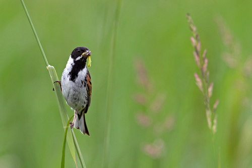 Male Reed Bunting DM1788