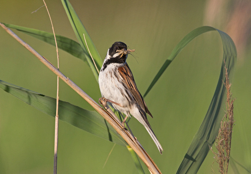 Male Reed Bunting DN1802