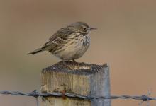 Meadow Pipit on a Post DM0864