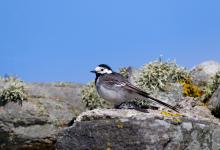 Pied Wagtail DM0845