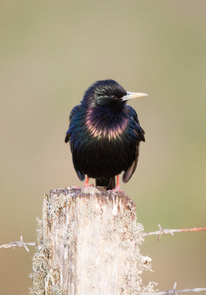 Starling on a Post DM0870
