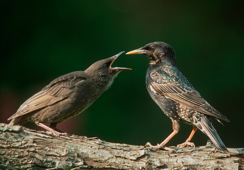 Starlings Old and Young DM0813
