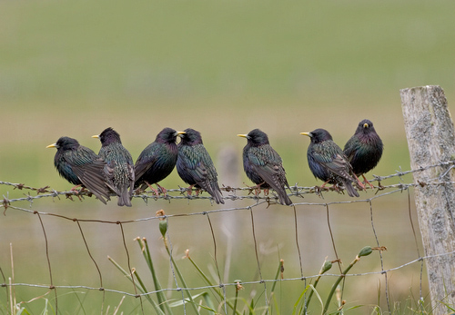 Starlings on a Fence DM0871