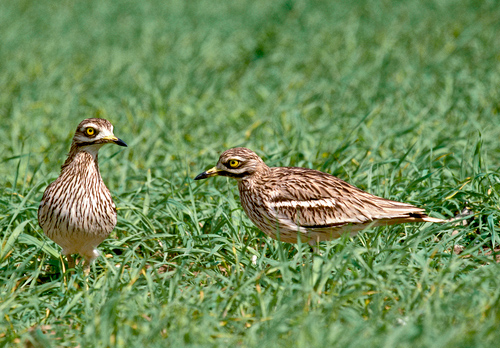 Stone Curlew DM0814