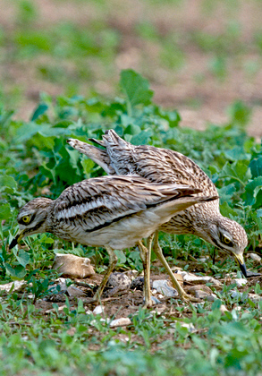 Stone Curlew DM0815