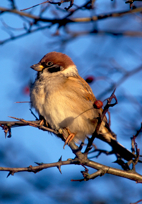Tree Sparrow DM0816