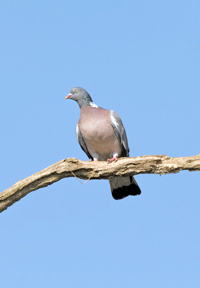 Wood Pigeon  DM1837