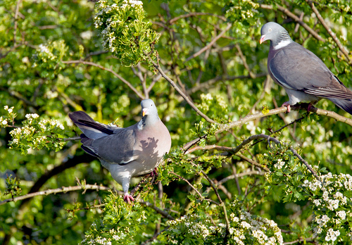 Wood Pigeons DM1842