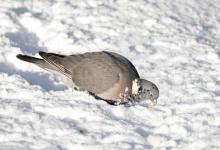 Woodpigeon in the Snow DM0827