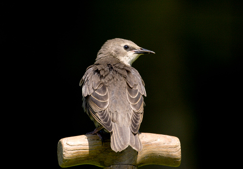Young Starling DM0832