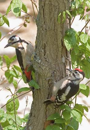 Greater Spotted Woodpecker  DM0203