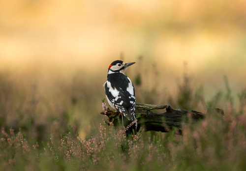 Greater Spotted Woodpecker DM2139