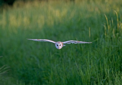 Barn Owl in Flight DM1753