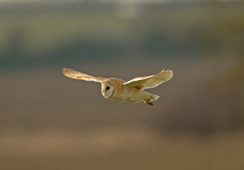 Barn Owl in Flight DM2086