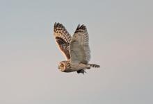 Short-eared Owl Flying with a Vole DM0927