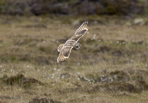 Short-eared Owl in Flight DM0911