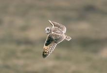 Short-eared Owl in Flight DM0912