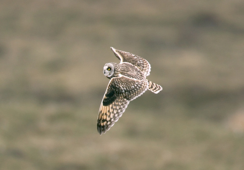 Short-eared Owl in Flight DM0912