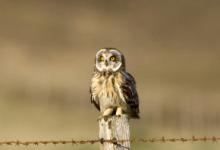 Short-eared Owl on a Post DM0915