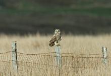 Short-eared Owl on a Post DM0918