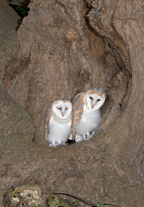 Young Barn Owls DM0904
