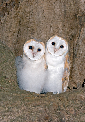 Young Barn Owls DM0925