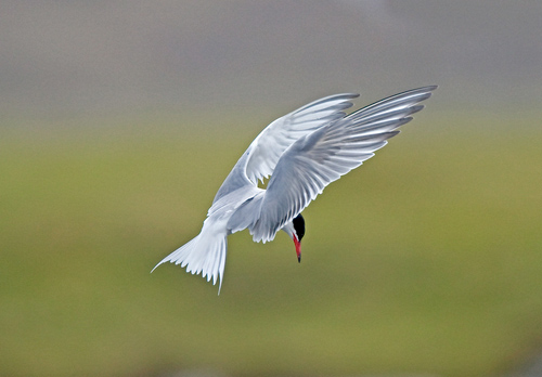 Common Tern in Flight 1 DM0333