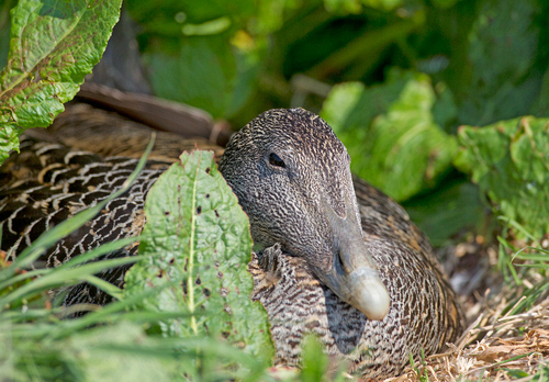 Eider Duck on a Nest DM1515