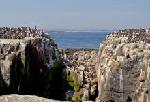Seabirds on the  Farne Islands DM1513