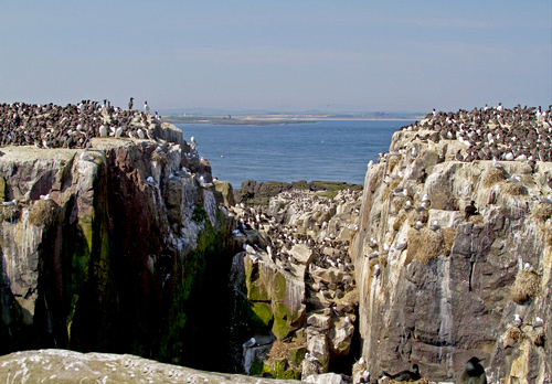 Seabirds on the  Farne Islands DM1513