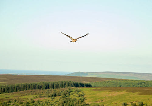     Common Curlew Over Moorland DM2048
