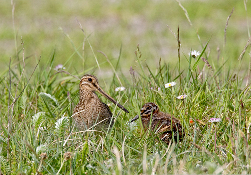 Common Snipe and Chick DM1045