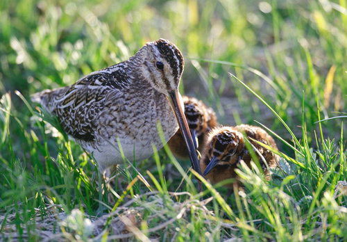 Common Snipe and Chicks  DM1048